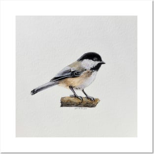 Chickadee Drawing 4 Posters and Art